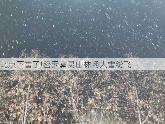 北京下雪了!密云雾灵山林场大雪纷飞