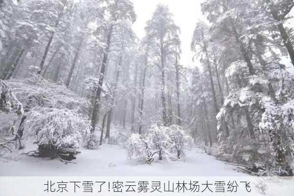 北京下雪了!密云雾灵山林场大雪纷飞