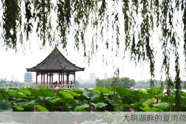 大明湖畔的夏雨荷