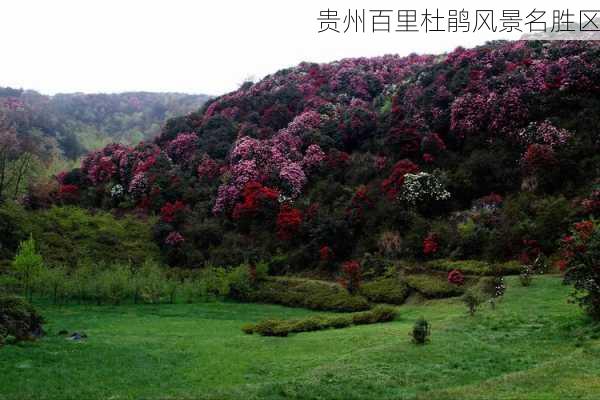 贵州百里杜鹃风景名胜区