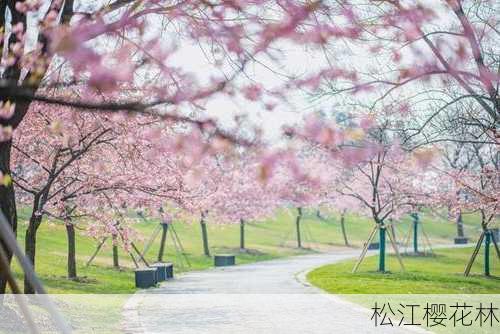 松江樱花林