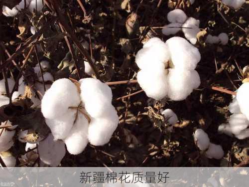 新疆棉花质量好