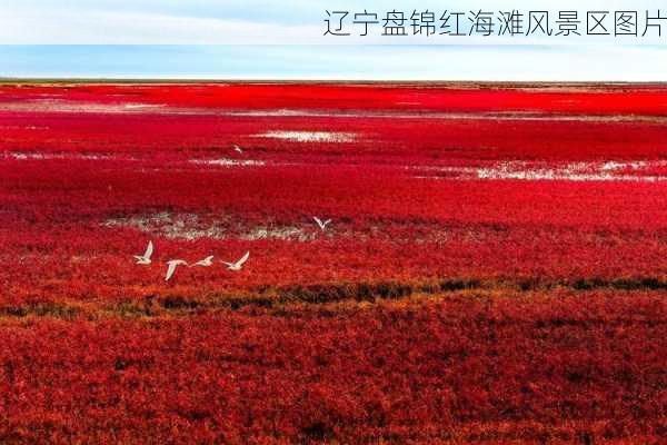 辽宁盘锦红海滩风景区图片