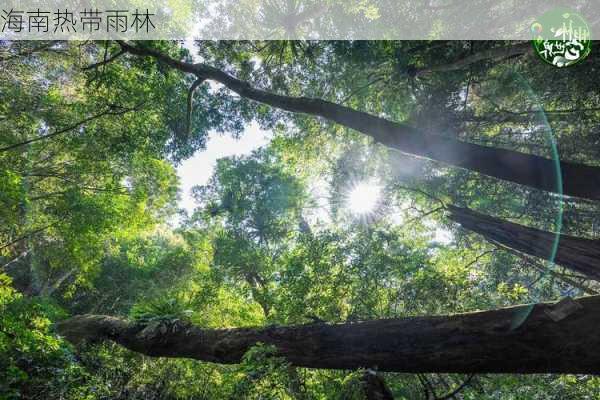 海南热带雨林