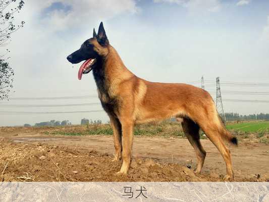 马犬