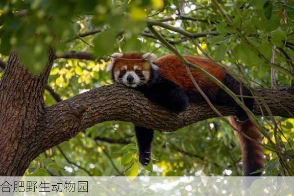 合肥野生动物园