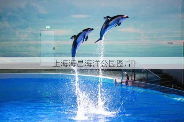 上海海昌海洋公园图片