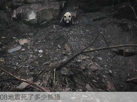 08地震死了多少熊猫