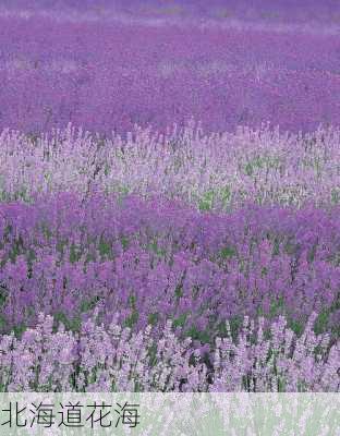 北海道花海