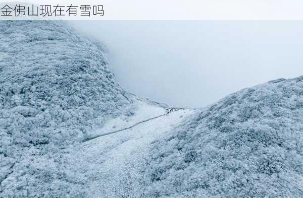 金佛山现在有雪吗