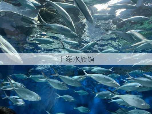 上海水族馆