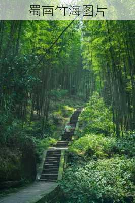 蜀南竹海图片